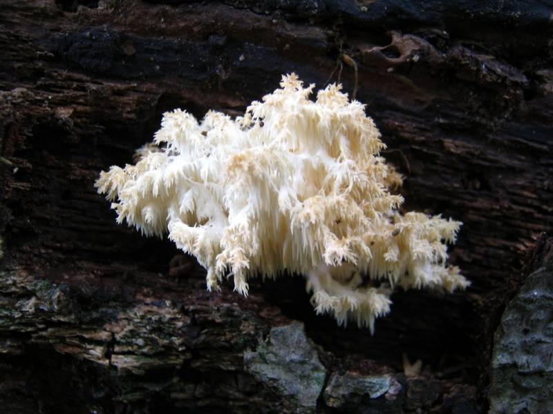 Hericium coralloides