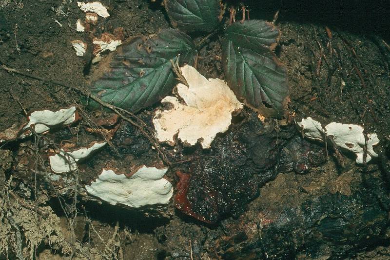 Heterobasidion annosum Heterobasidion annosum