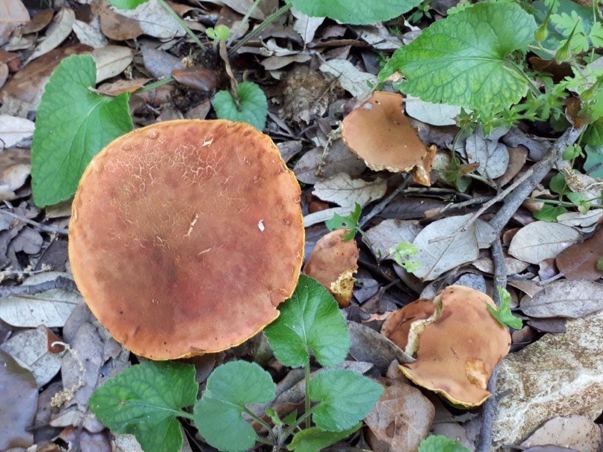 Hortiboletus engelii