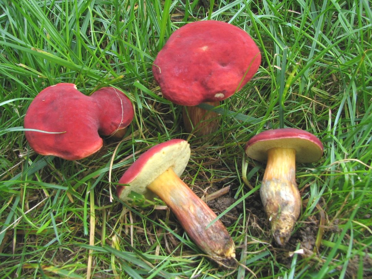 Hortiboletus rubellus