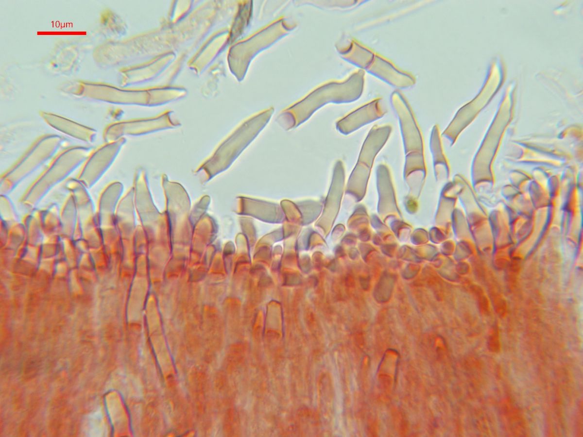 Hyalopeziza millepunctata