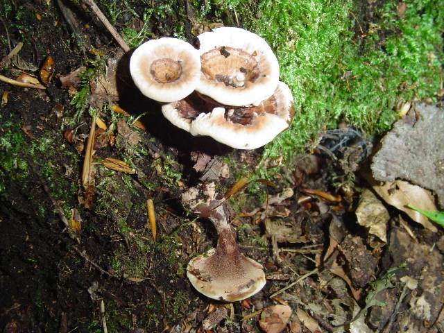 Hydnellum ferrugineum