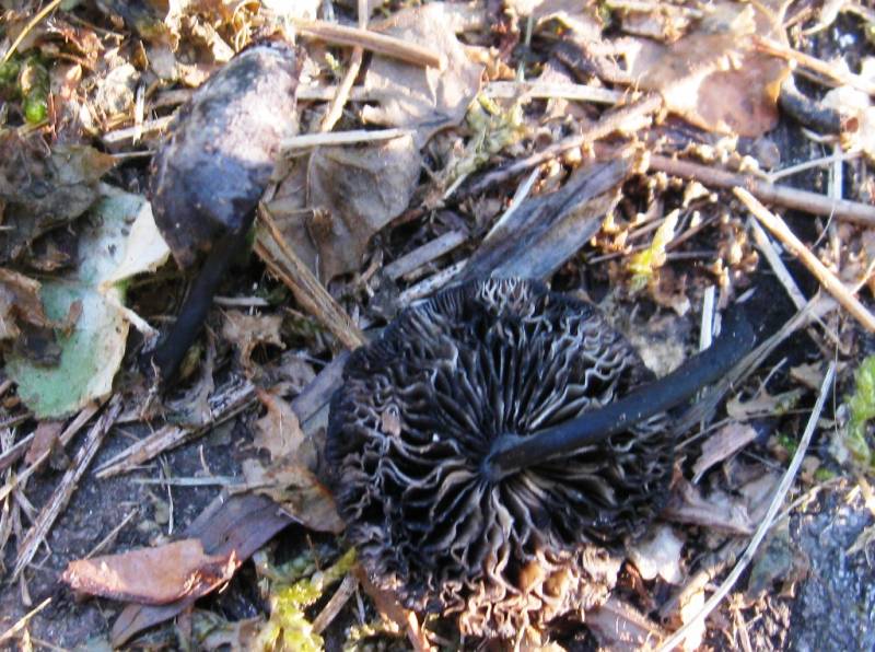 Hydropus atramentosus Hydropus atramentosus