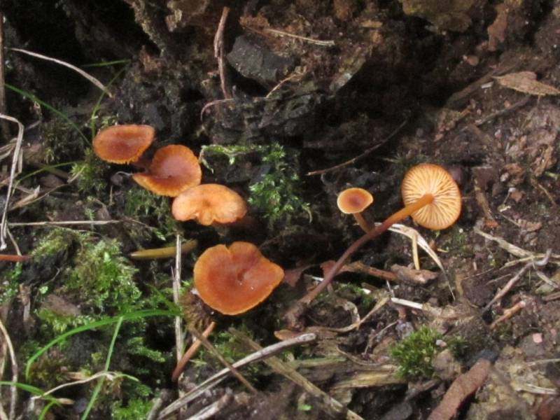 Hydropus omphaliiformis Hydropus omphaliiformis