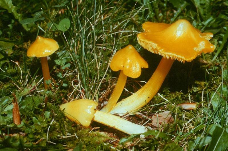 Hygrocybe acutoconica