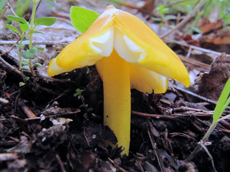 Hygrocybe acutoconica