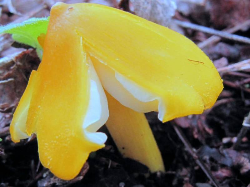 Hygrocybe acutoconica