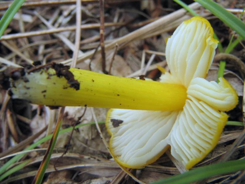 Hygrocybe acutoconica