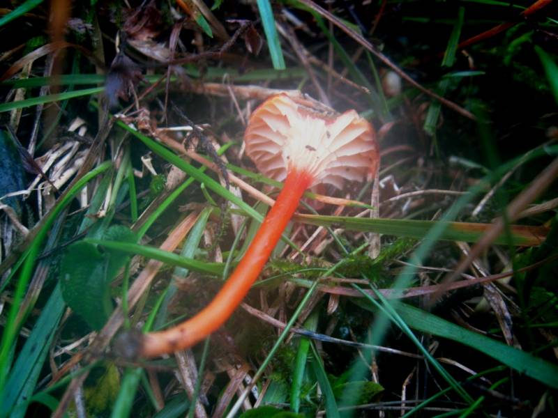 Hygrocybe cantharellus