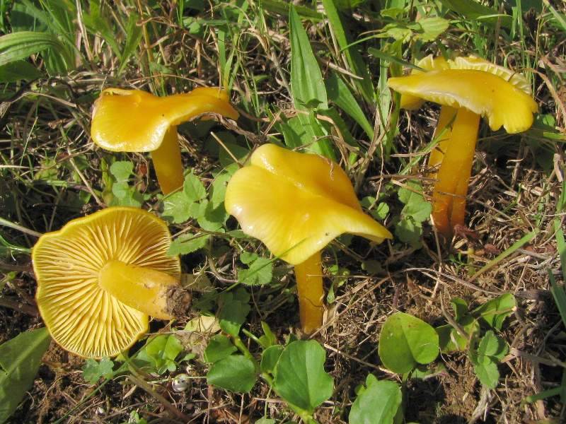 Hygrocybe ceracea