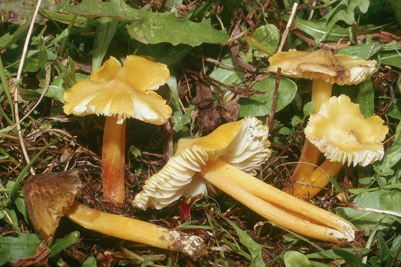 Hygrocybe chlorophana