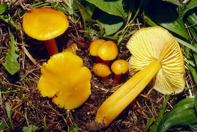 Hygrocybe chlorophana