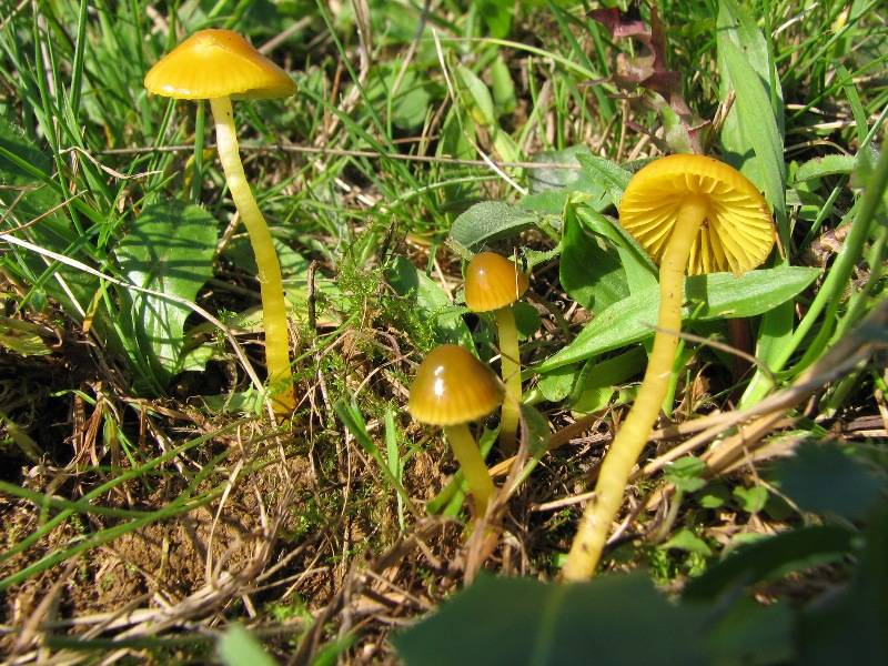 Hygrocybe citrina