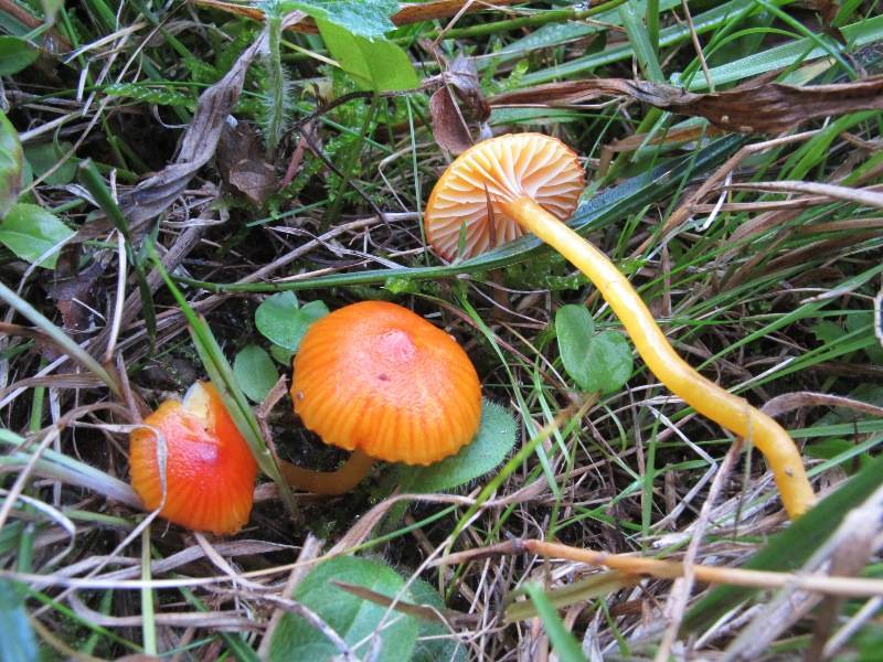 Hygrocybe glutinipes