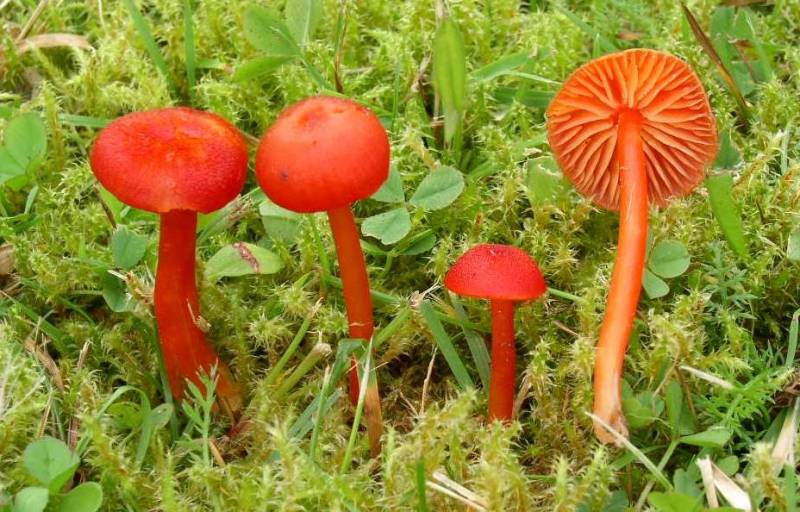 Hygrocybe helobia