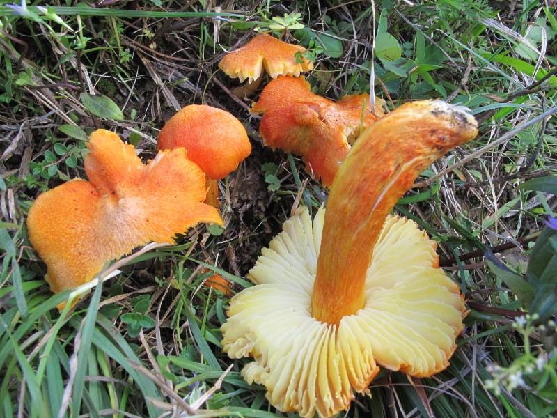 Hygrocybe intermedia