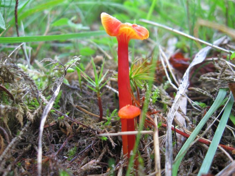 Hygrocybe lepida