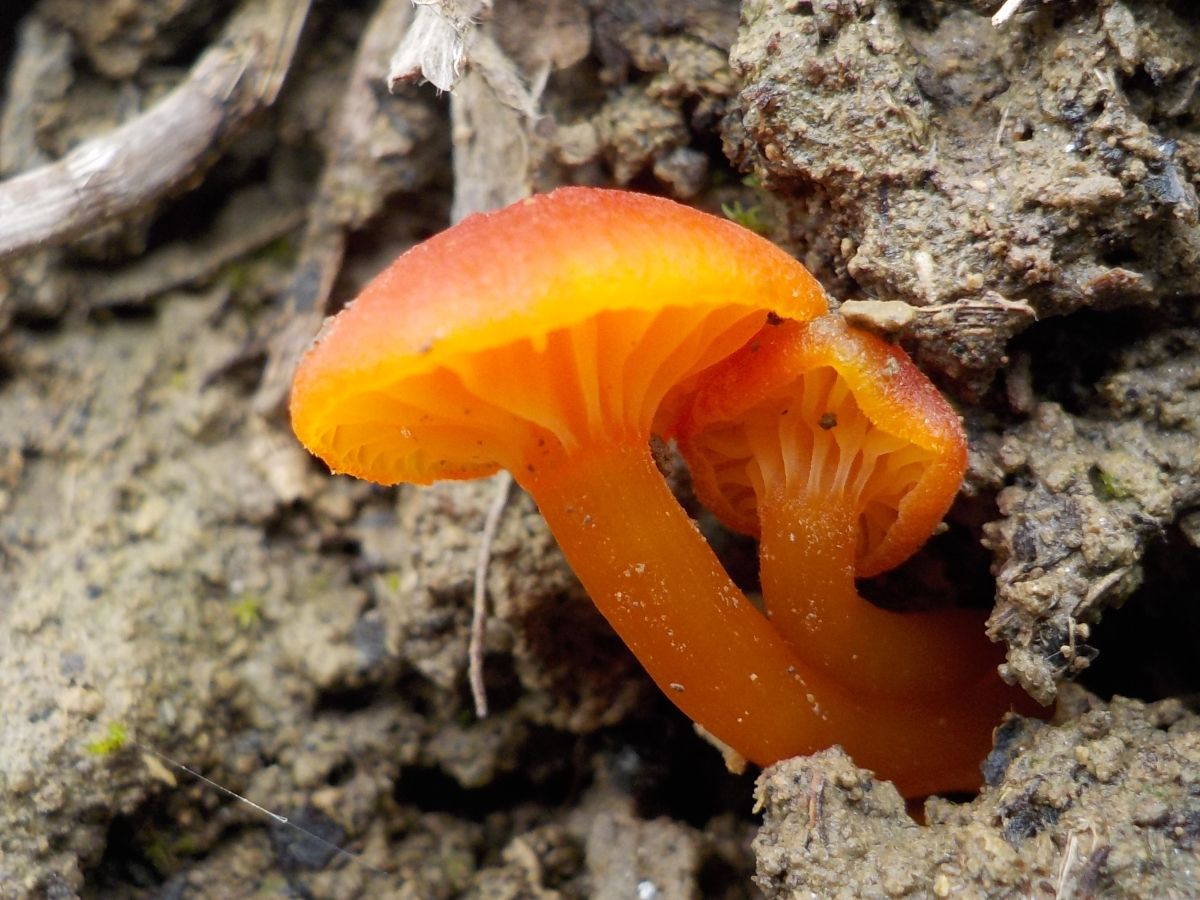 Hygrocybe miniata