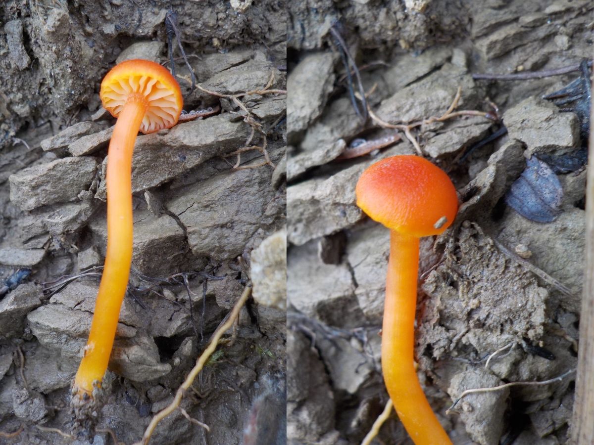 Hygrocybe miniata Hygrocybe miniata