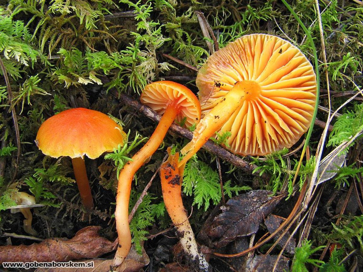 Hygrocybe mucronella