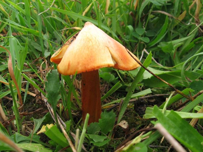 Hygrocybe nigrescens