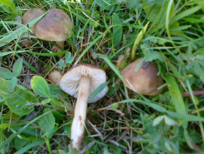 Hygrocybe nitrata