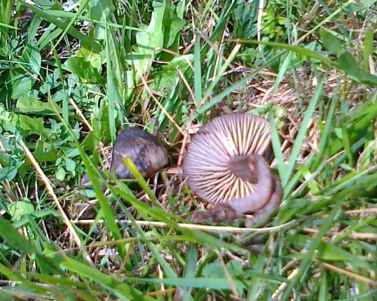 Hygrocybe ovina