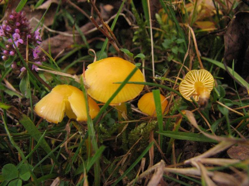 Hygrocybe parvula