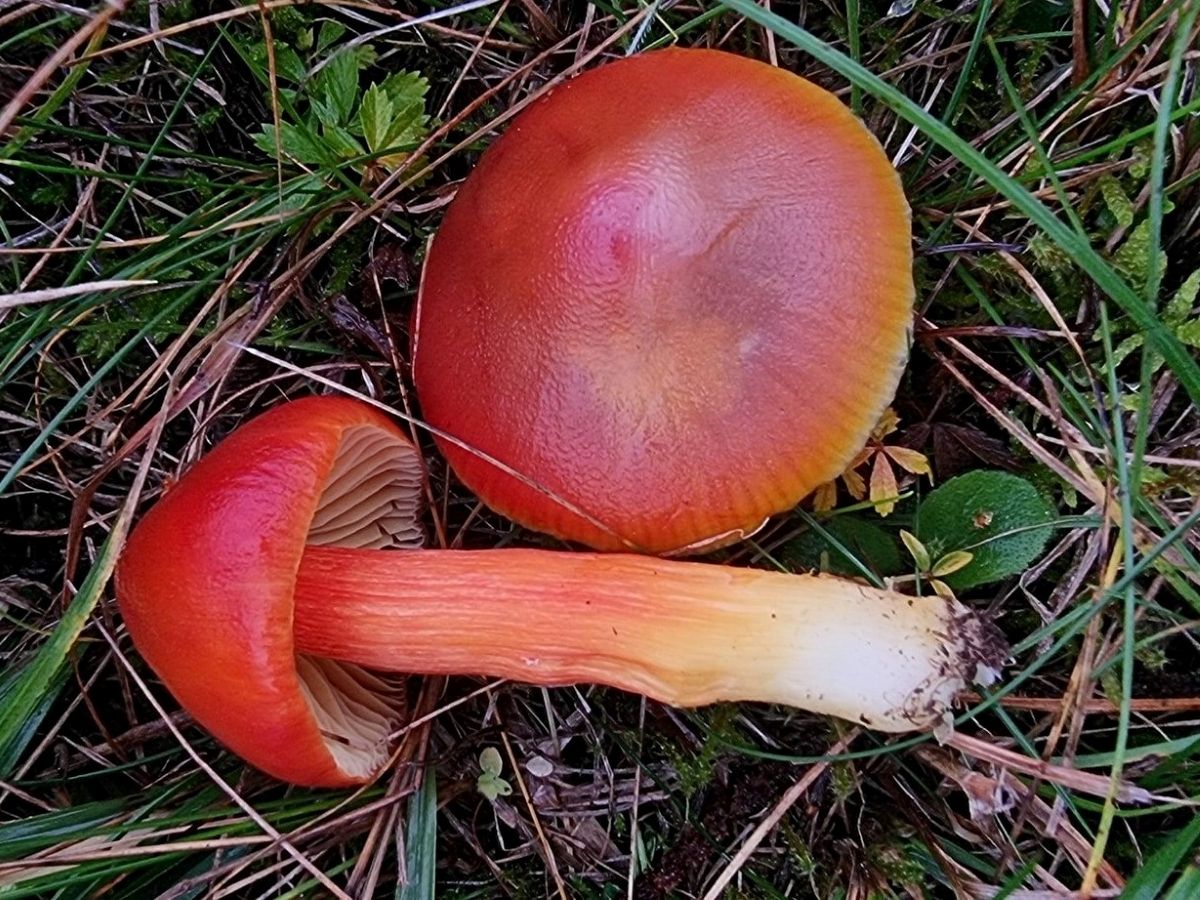 Hygrocybe punicea