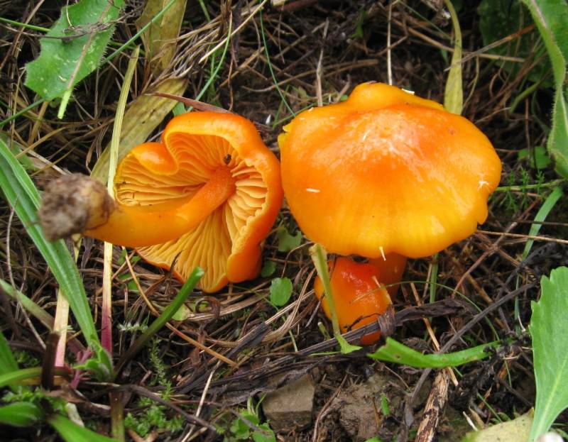 Hygrocybe quieta