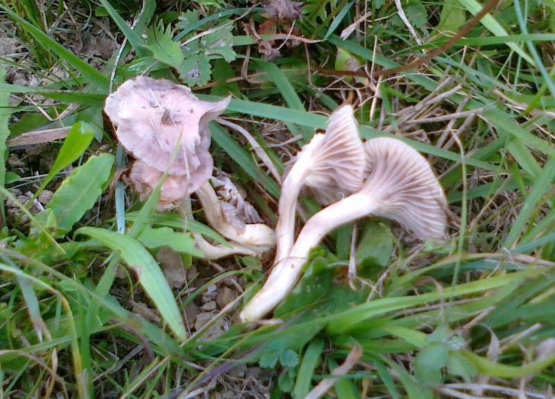 Hygrocybe radiata