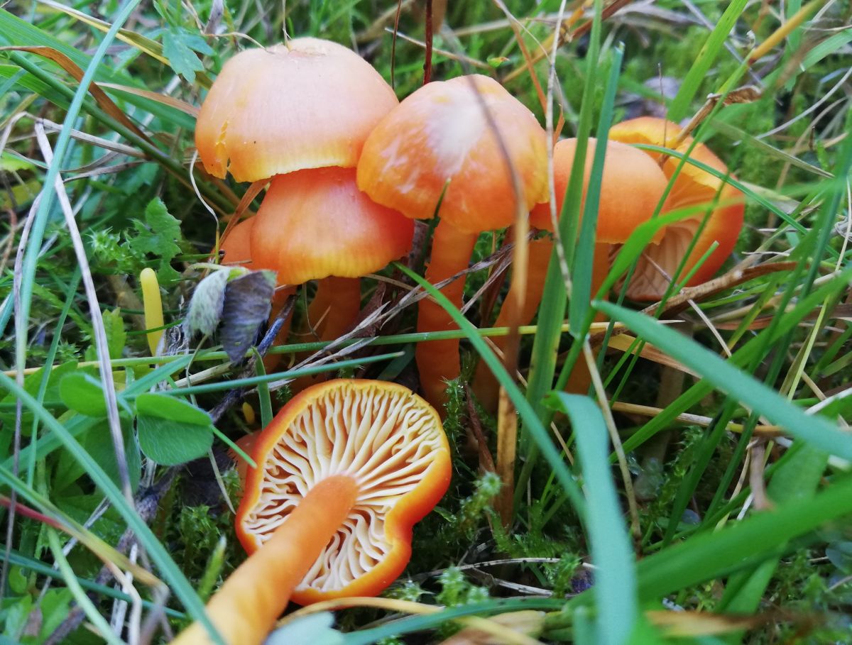 Hygrocybe reidii