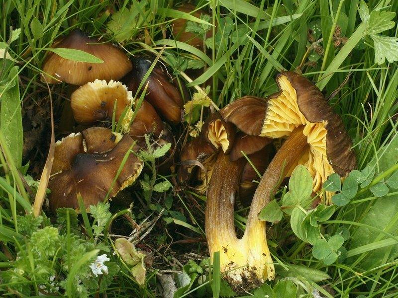 Hygrocybe spadicea