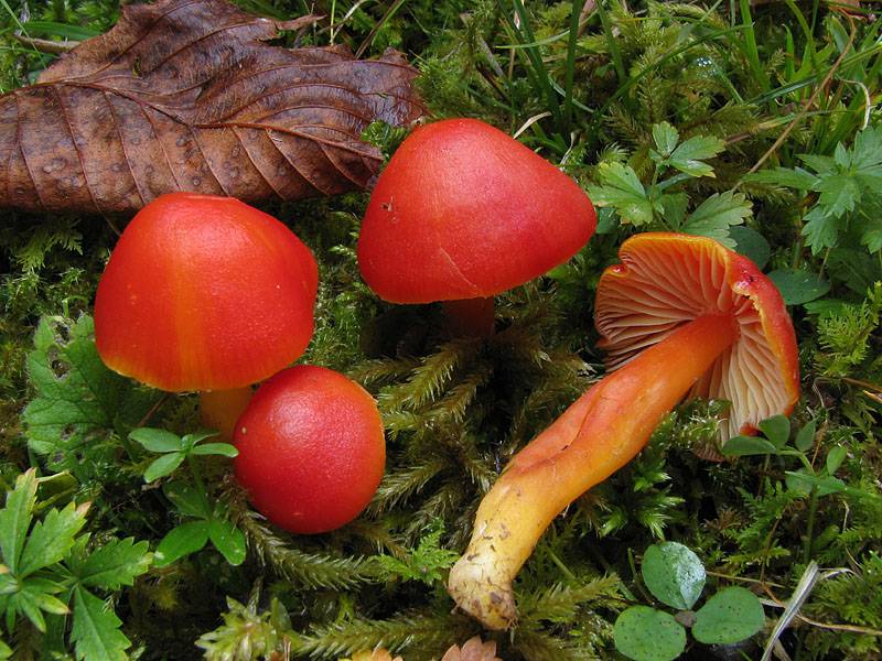 Hygrocybe splendidissima