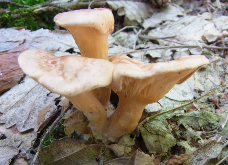 Hygrophoropsis rufescens