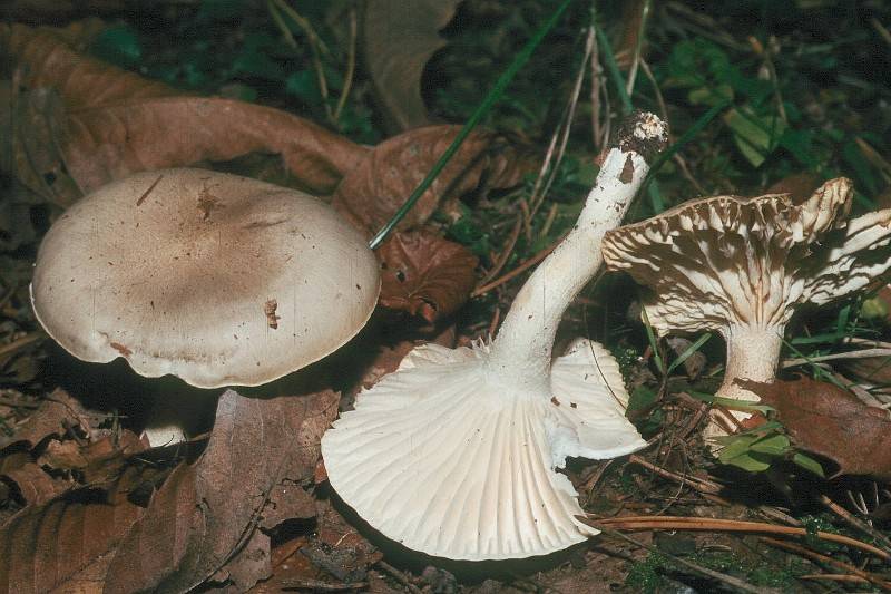 Hygrophorus agathosmus