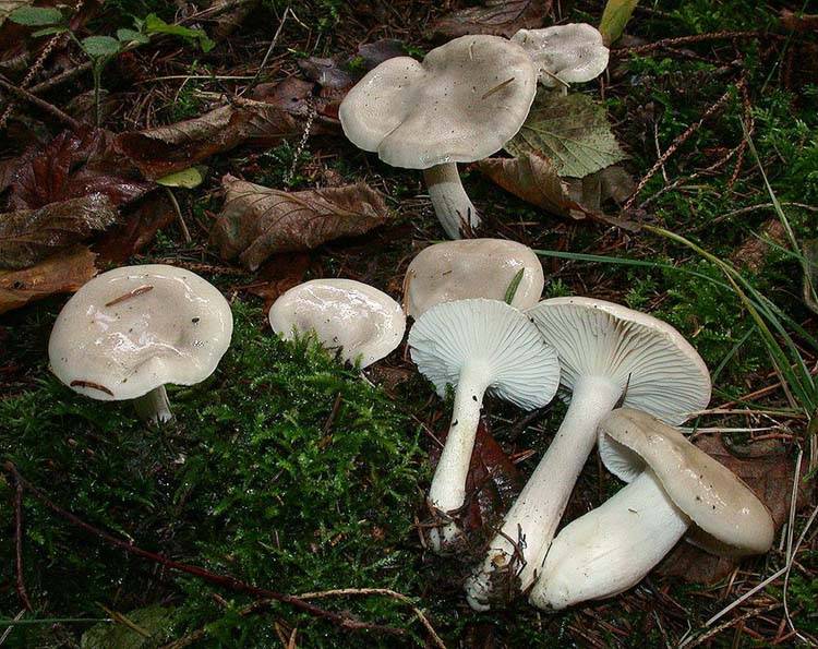 Hygrophorus agathosmus