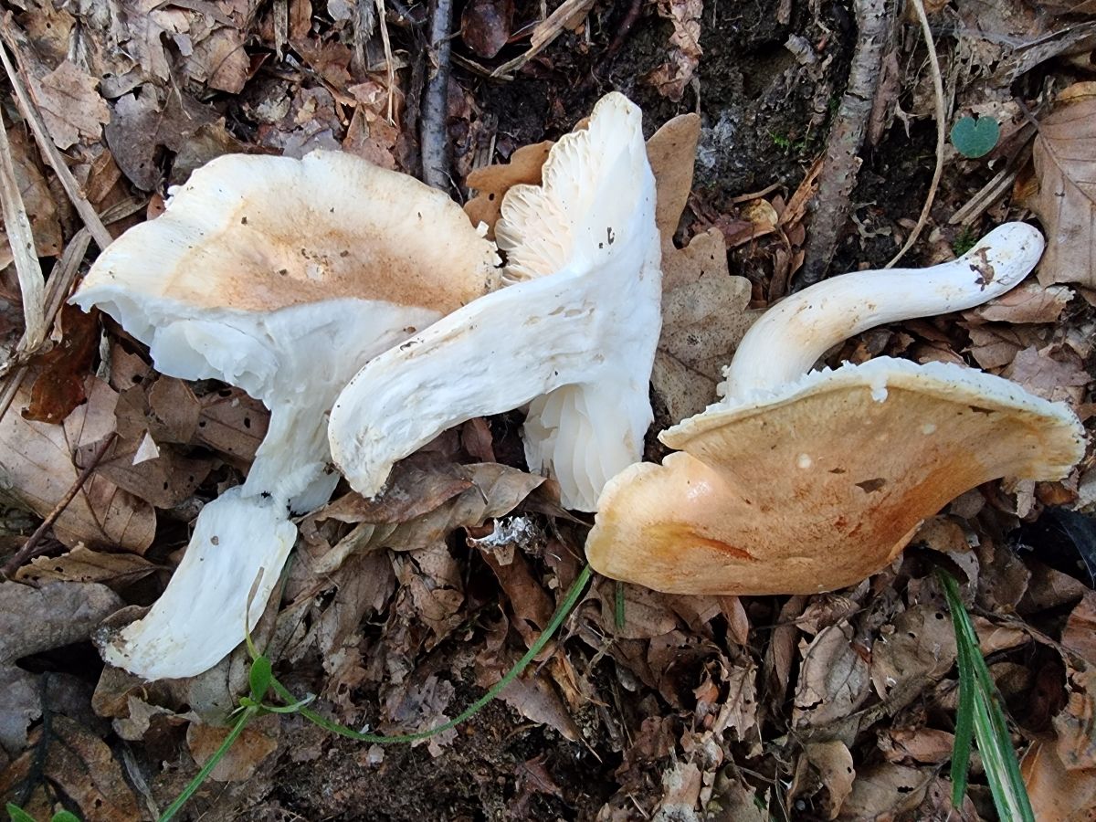 Hygrophorus arbustivus