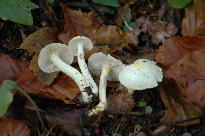 Hygrophorus chrysodon