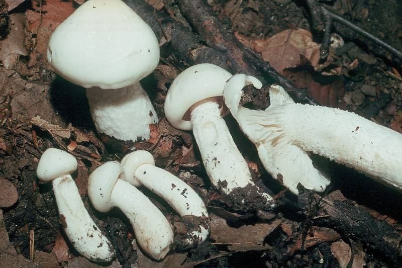 Hygrophorus cossus