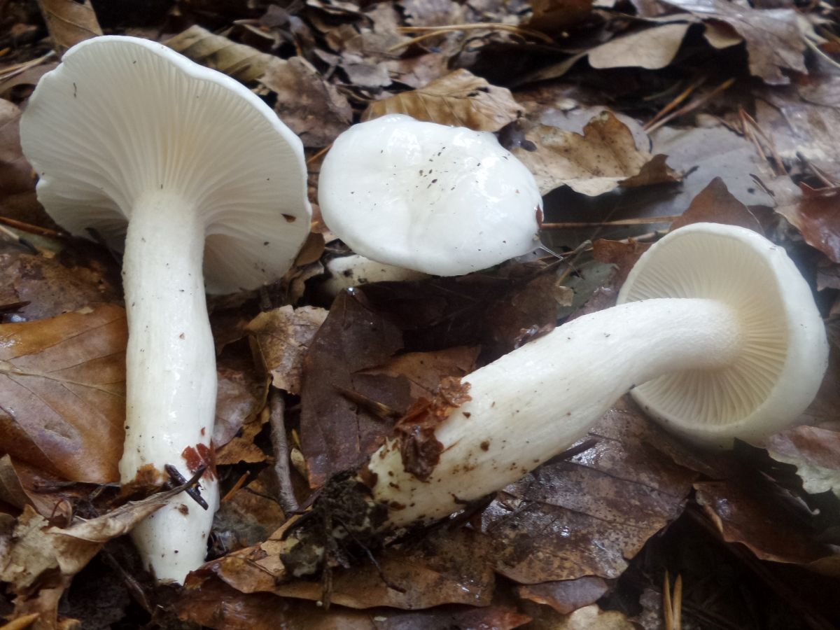 Hygrophorus eburneus