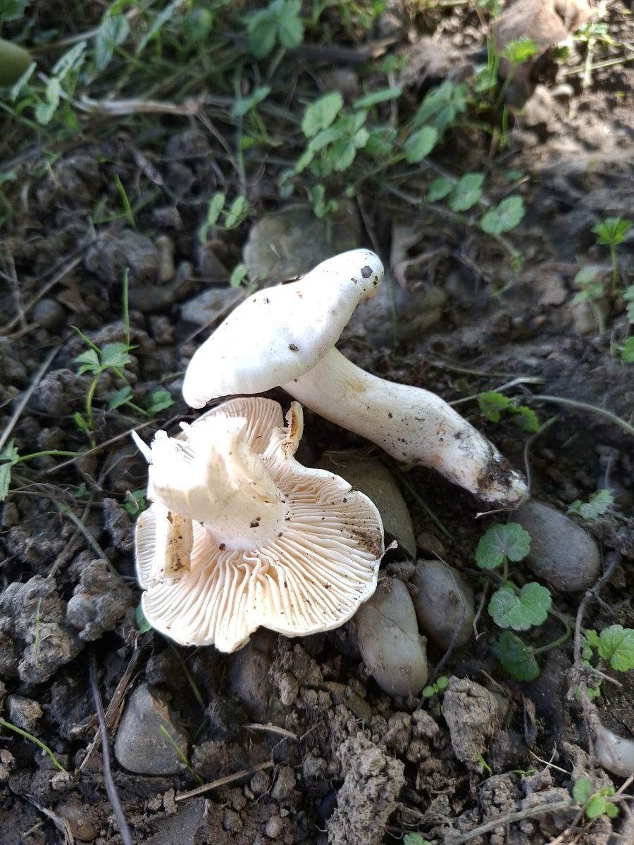 Hygrophorus fagi
