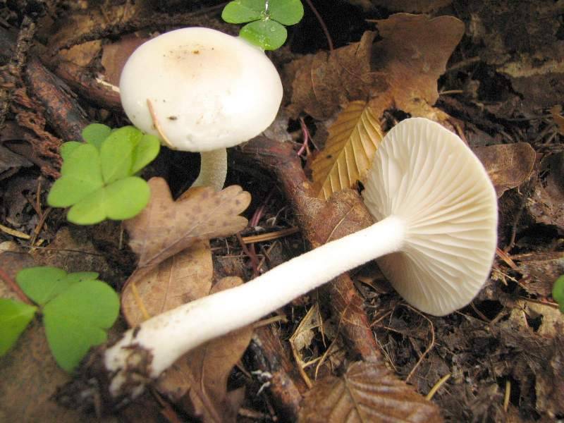 Hygrophorus leucophaeus