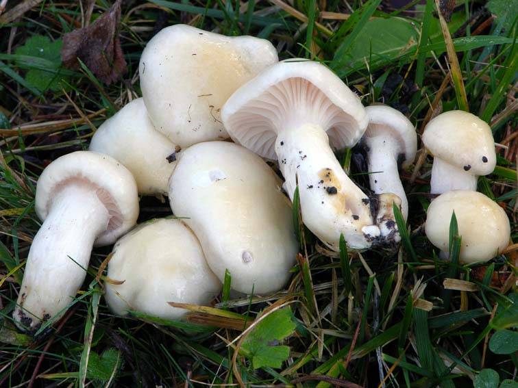 Hygrophorus ligatus