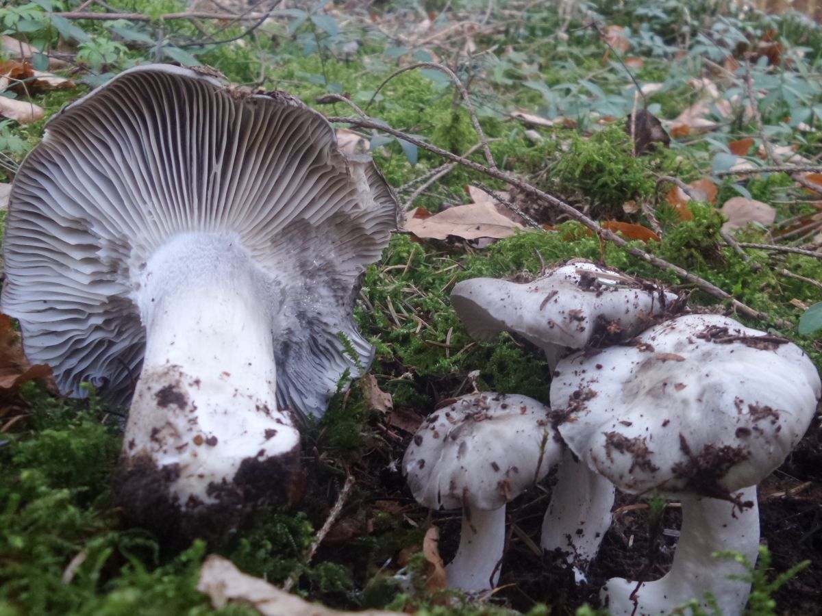 Hygrophorus marzuolus