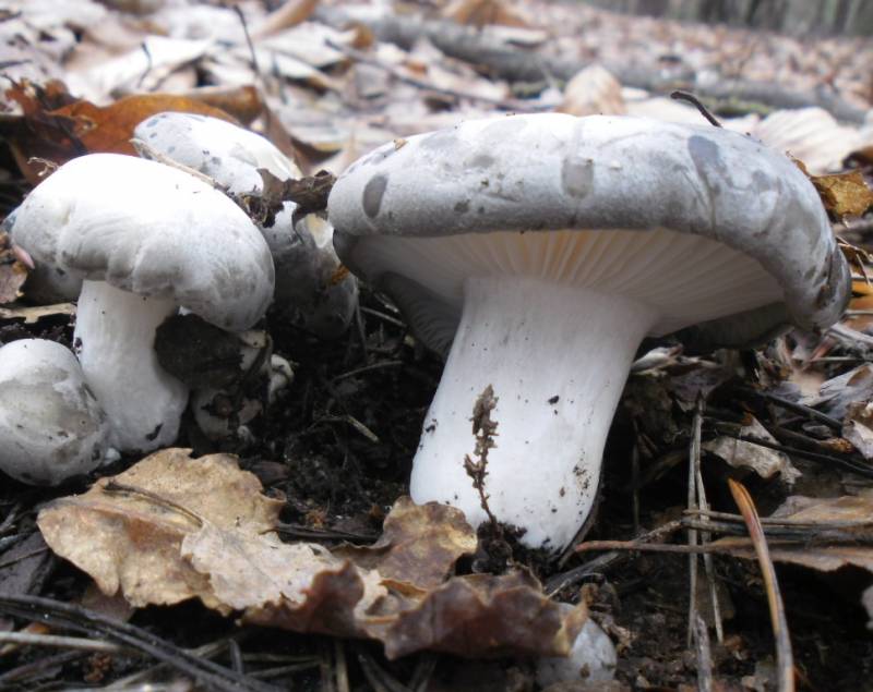 Hygrophorus marzuolus