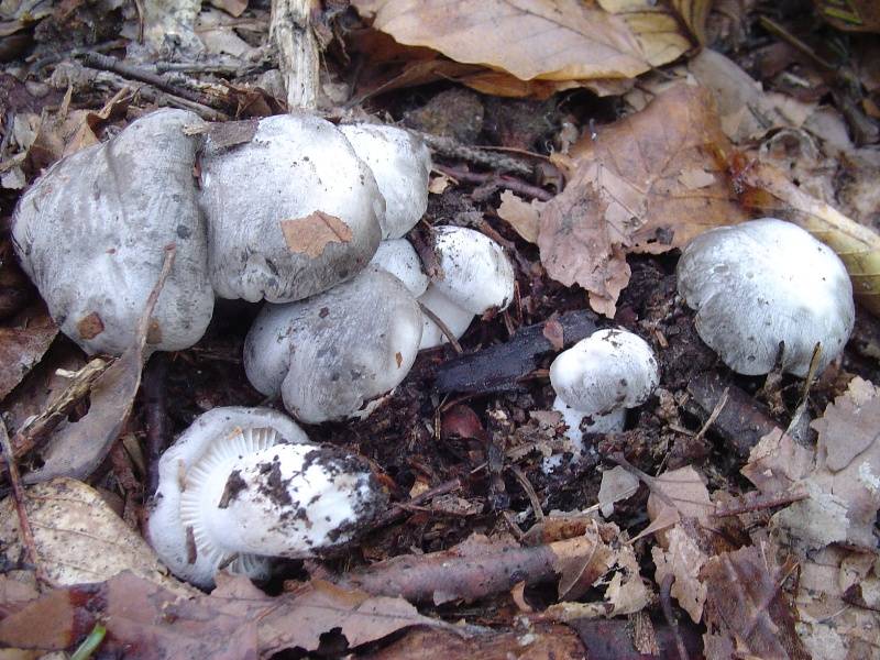 Hygrophorus marzuolus