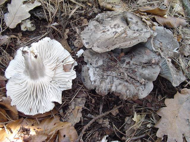 Hygrophorus marzuolus