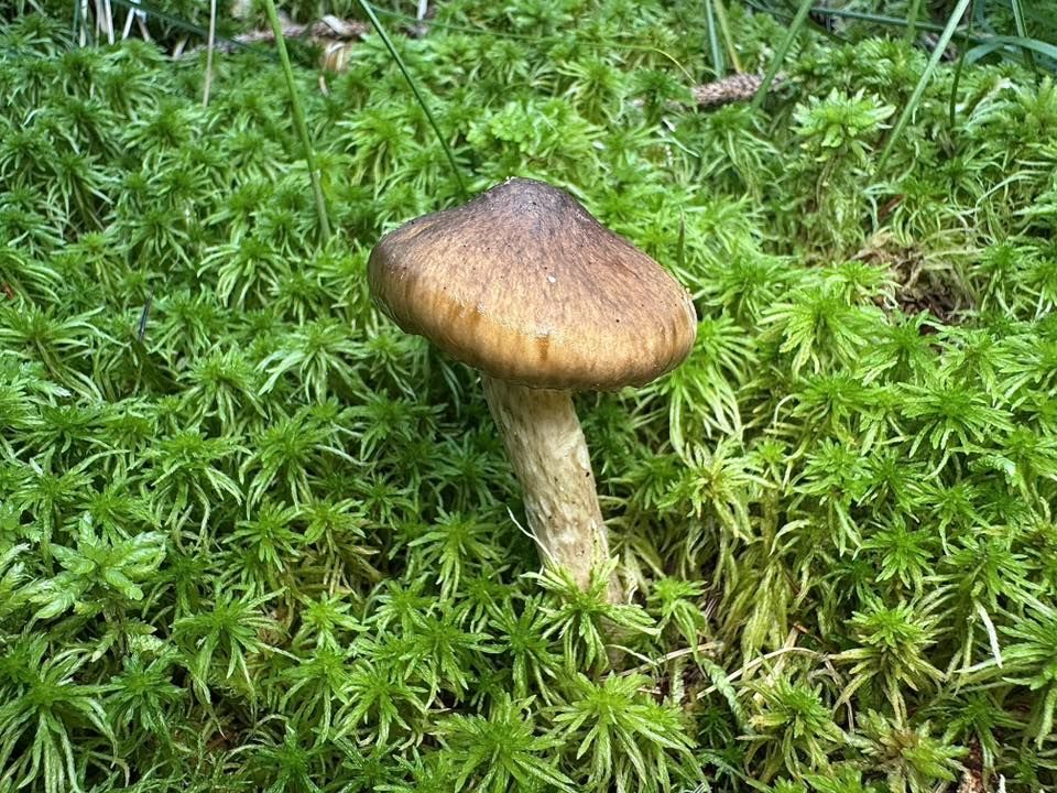 Hygrophorus olivaceoalbus