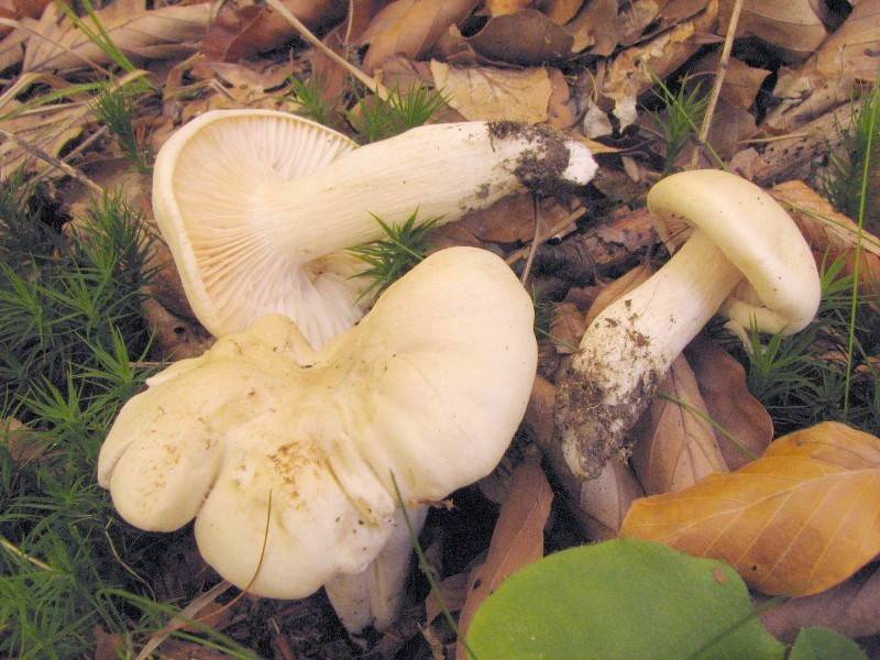 Hygrophorus penarius